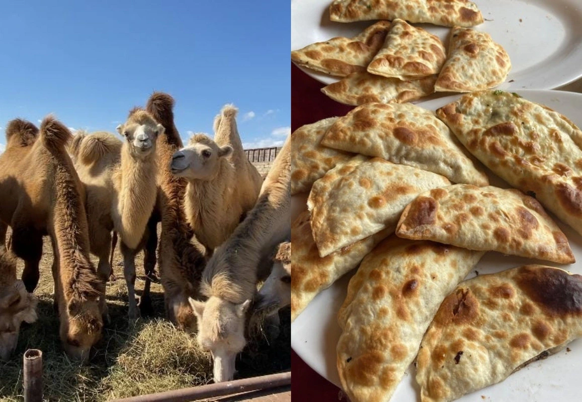 O qutabların tərkibində dəvə ətinin olması ehtimalı sıfırdır - Ağa Salamov