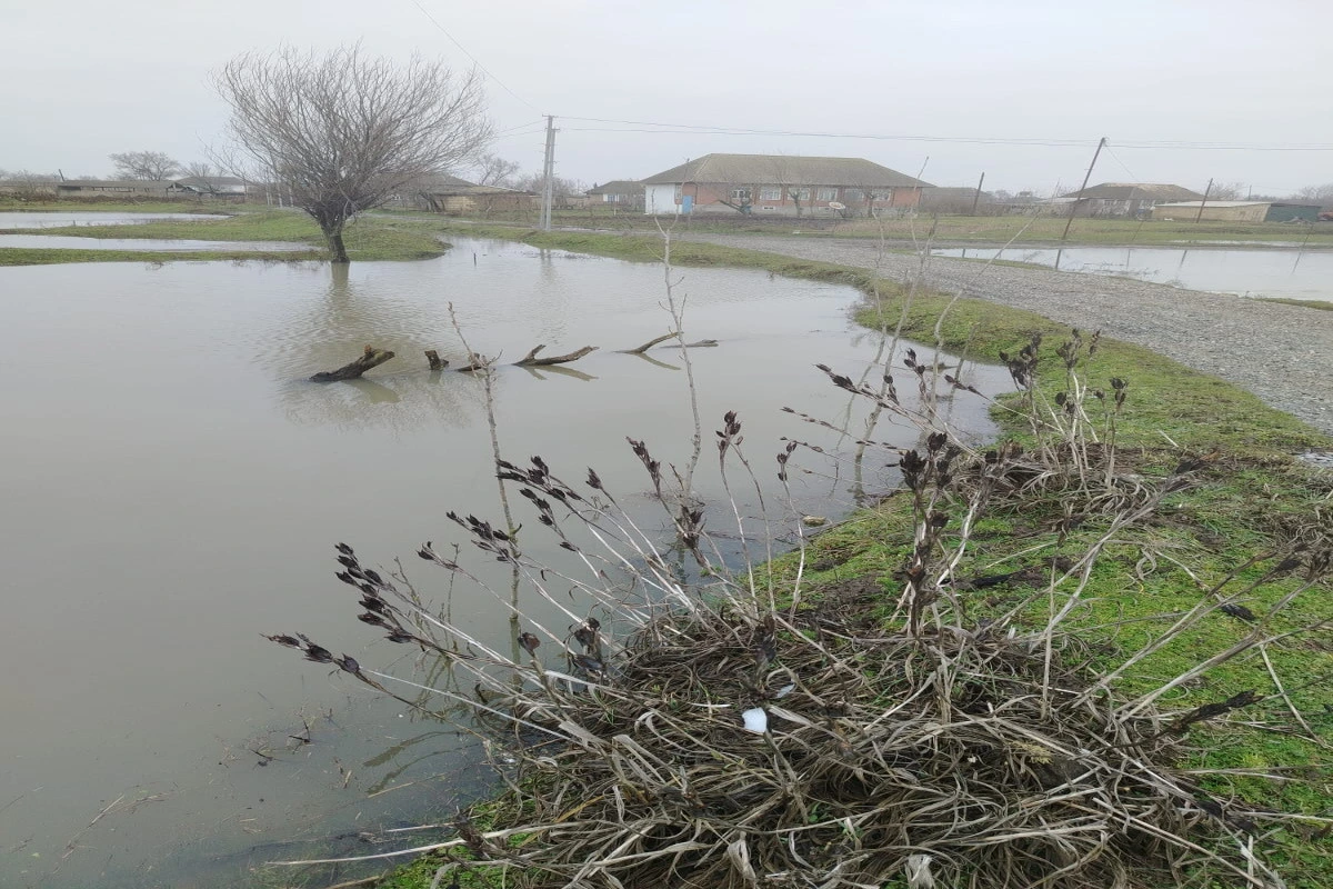 Masallıda əkin sahələrini su basıb - FOTO