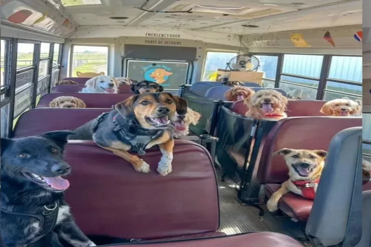 Bu ölkədə itlər də məktəbə gedir