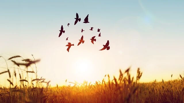 Zehni və mənəvi azadlığın yolu: Bağışlamaqdır