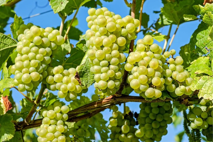 Azərbaycanda 11 ayda 209 min tondan artıq üzüm yığılıb