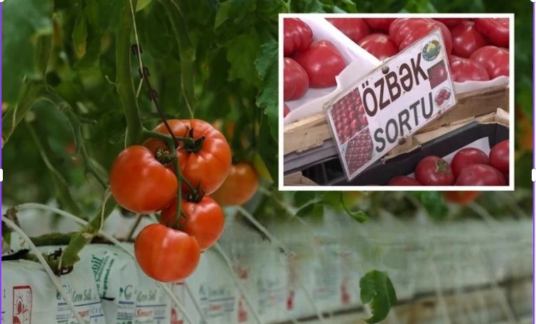 8 manata özbək pomidorlarının alıcısı var, amma ehtiyatlı olun! - Ekspertdən XƏBƏRDARLIQ
