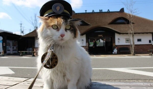 Dəmiryol stansiyasına pişik rəis təyin olundu