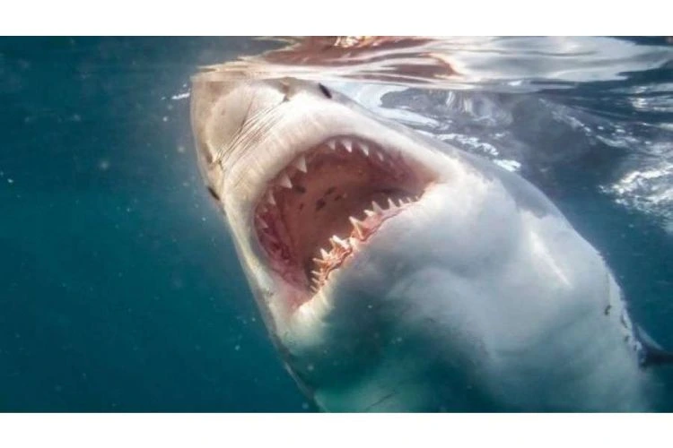 ABŞ-də turist köpək balığının hücumuna məruz qalıb