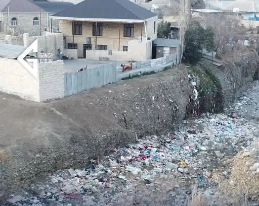 Ağacəkmə ilə ekoloji fəlakət gizlədilir? - Ekoloqdan sərt etiraz