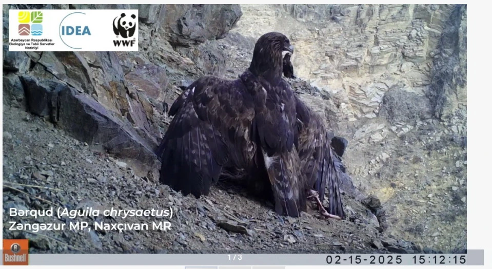 Naxçıvanda bərqud quşu görüntülənib