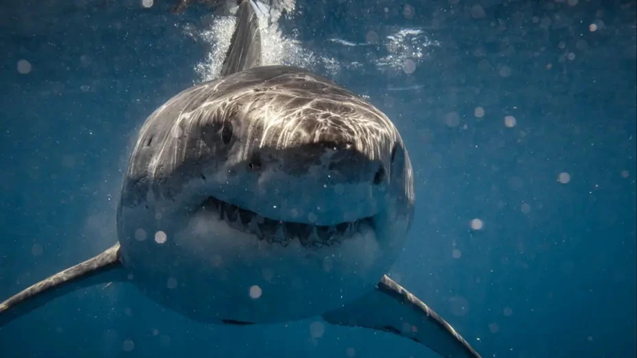 İynə kimi dişlər: Böyük ağ köpəkbalığının ölümcül təkamülü