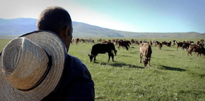 Salyanda çoban 85 baş qoyunla birlikdə itkin düşdü