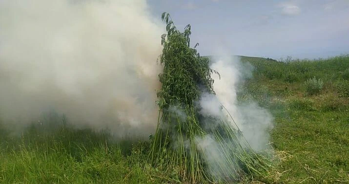 Polis 4 ton çəkidə çətənə kolunu məhv etdi