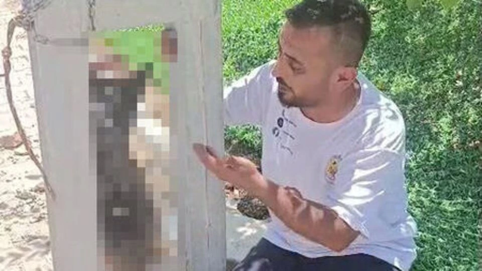 Oğurlanan it ölü halda elektrik dirəyindən asılmış vəziyyətdə tapılıb
