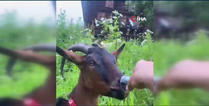 Stəkandan çay içən keçi sosial şəbəkələrin marağına səbəb olub