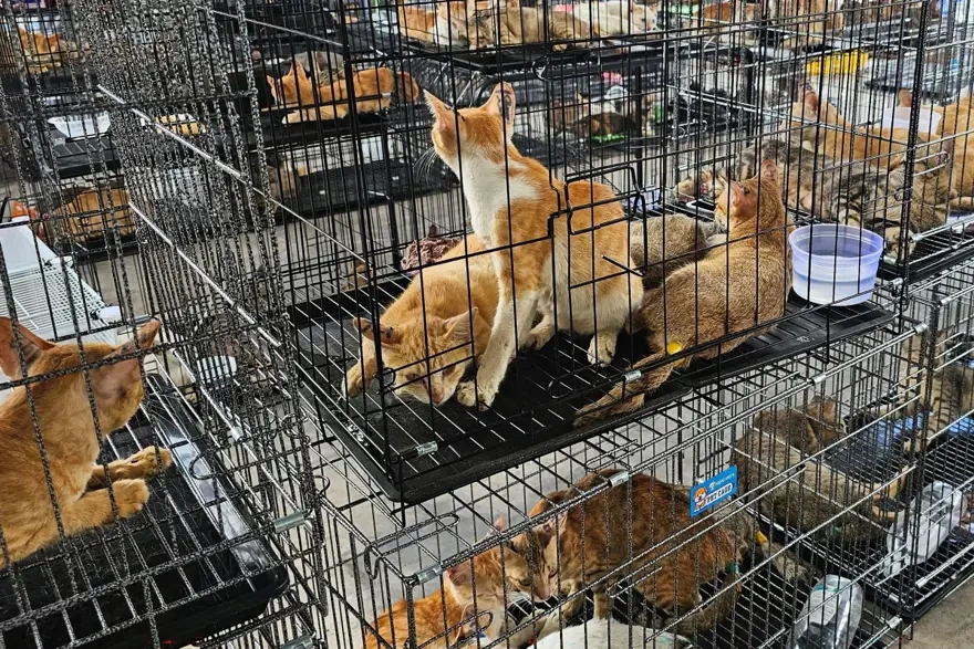 400 pişik kəsilməkdən son anda xilas edildi