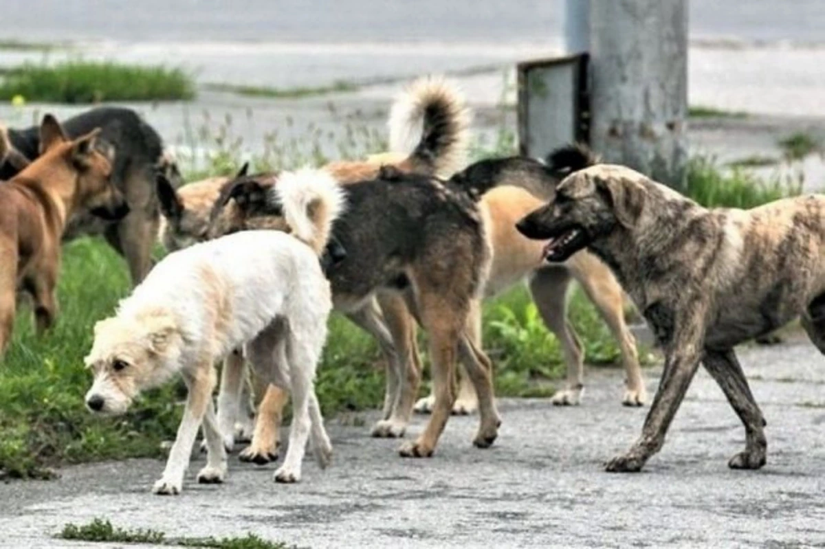 Küçədə itlərin hücumundan necə qorunmaq olar?