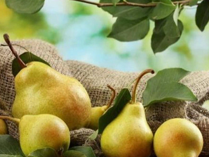 Daha bol məhsul üçün yayda budanmalı olan 7 meyvə ağacı