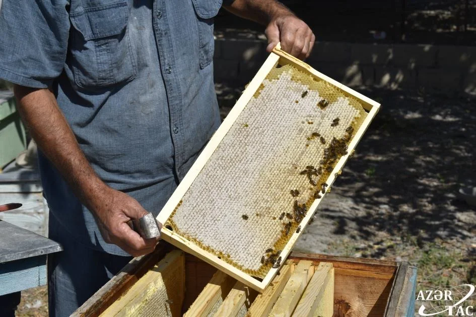 "Bal tutan barmaq yalar": Arıçı peşəsinin çətinliklərindən danışdı -Foto