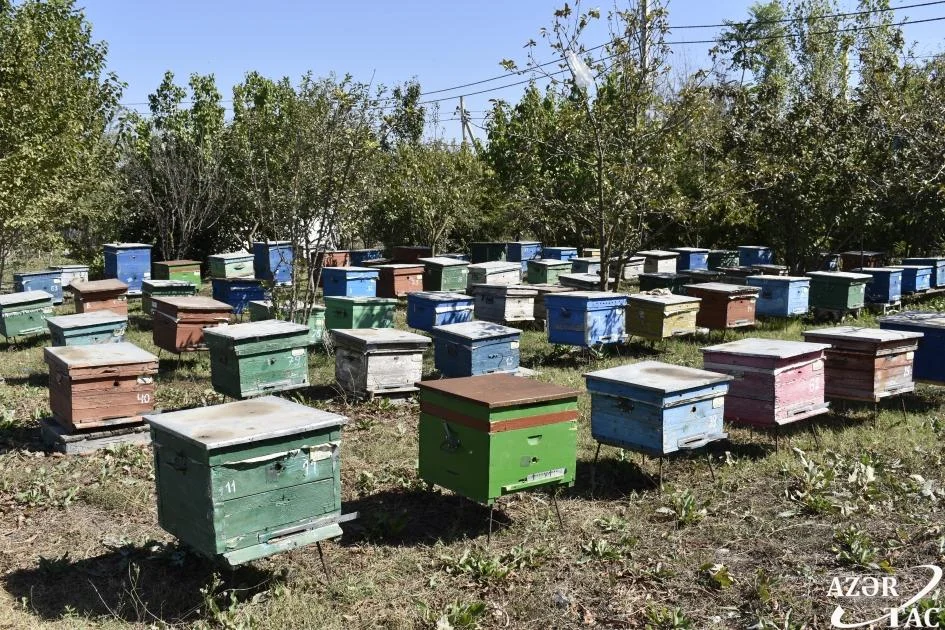 "Bal tutan barmaq yalar": Arıçı peşəsinin çətinliklərindən danışdı -Foto