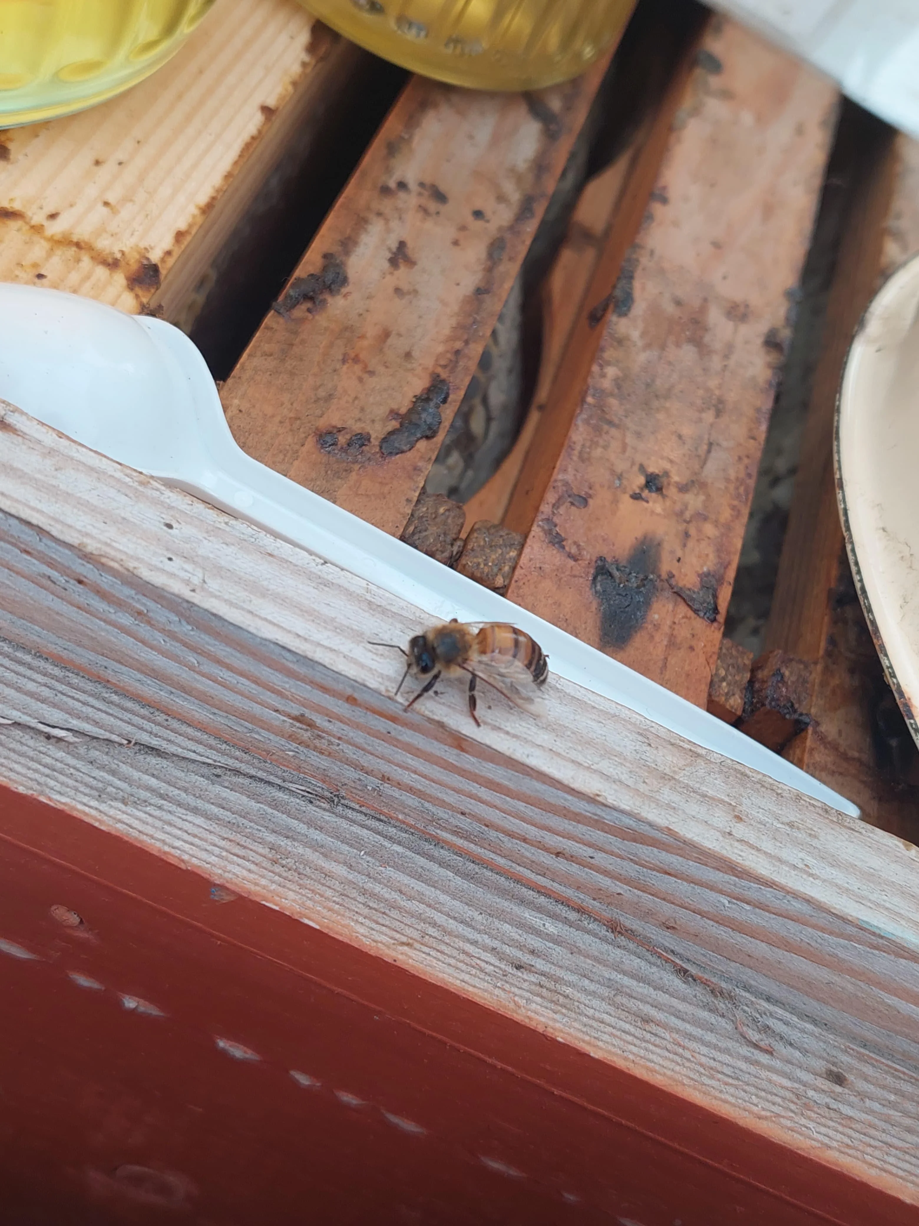 "Bal tutan barmaq yalar": Arıçı peşəsinin çətinliklərindən danışdı -Foto
