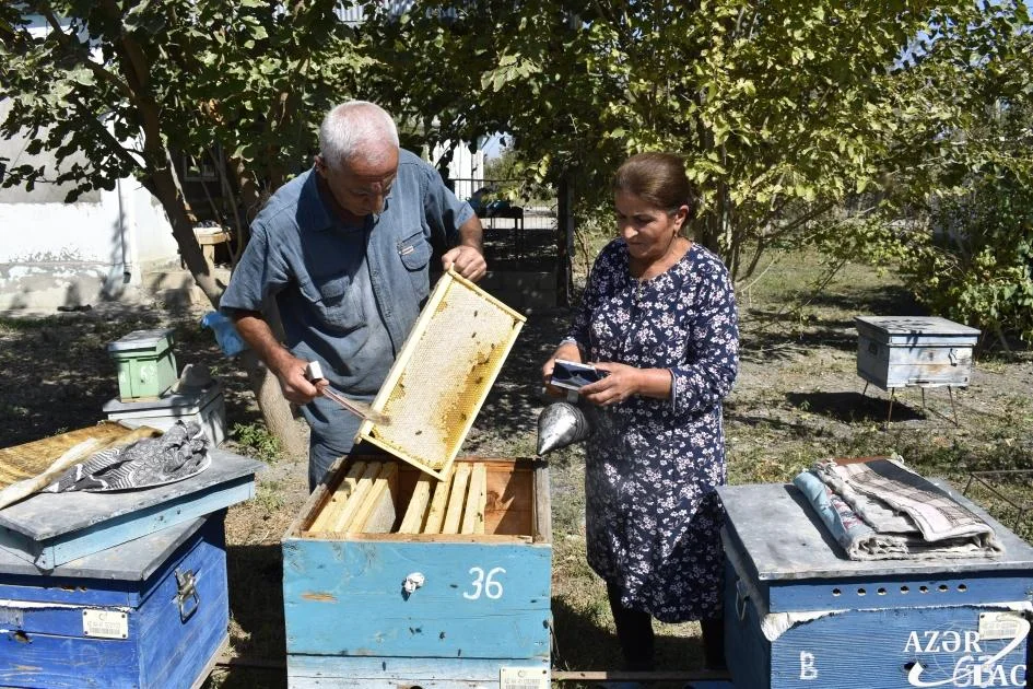 "Bal tutan barmaq yalar": Arıçı peşəsinin çətinliklərindən danışdı -Foto