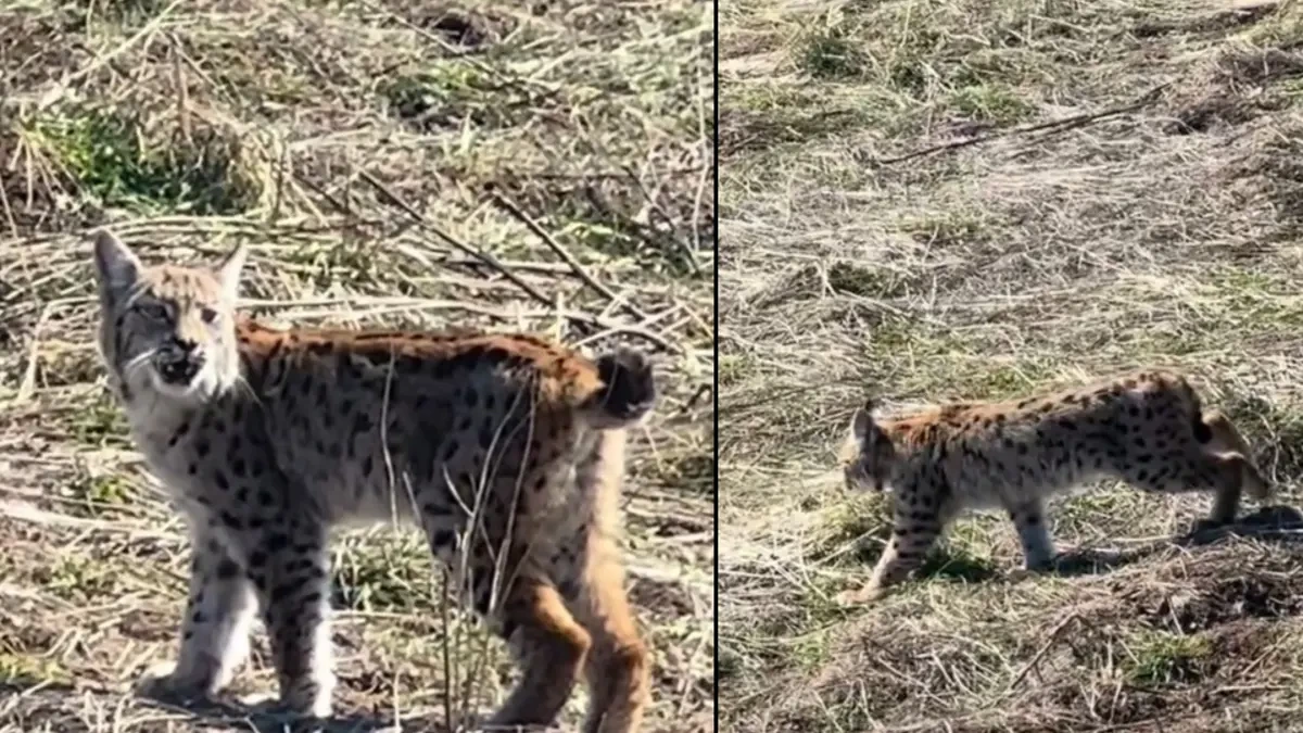Təbiətdə nadir baş verən bir an - Səssizliyin hökmranı göründü