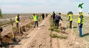 Yolların kənarında meyvə ağacları olmaz: Bu, büdcəyə xəyanətdir - EKOLOQ