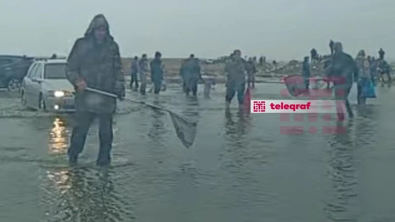 Bakıda göl daşdı, balıqlar ətrafa yayıldı