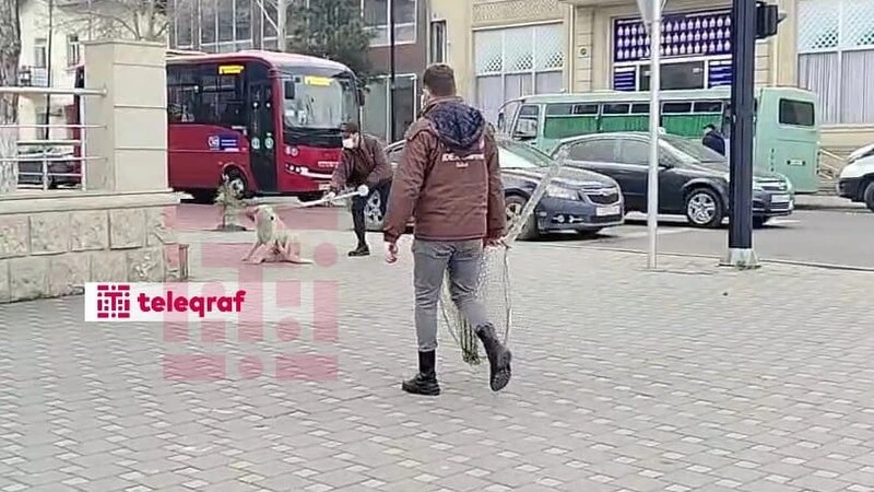 Gəncədə sahibsiz itlərin toplanmasına başlandı - FOTO