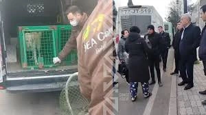 Ekspert: Sahibsiz itlər problemi maarifləndirmə ilə həll olunmalıdır