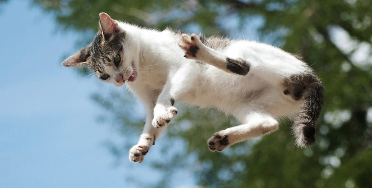 Pşiklər yıxılarkən niyə pəncələri üzərinə düşür?- Alimlər tapdı
