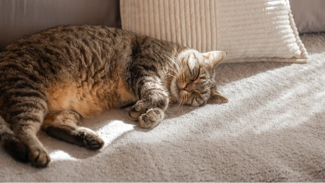 Günorta yuxusunun faydaları: Yaddaşı gücləndirir...