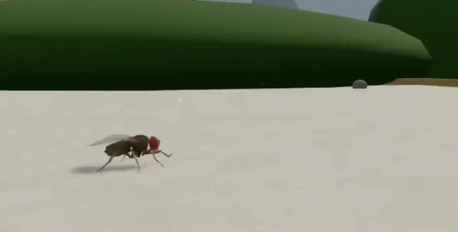 Alimlər milçək yaratdı: DÜNYADA İLK DƏFƏ