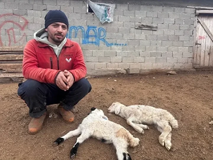 Müəmmalı xəstəlik: quzular qəfil tələf olur