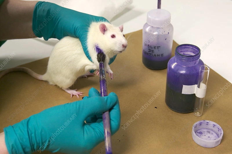 Heyvanlar üzərində sınaqlar dayandırılır