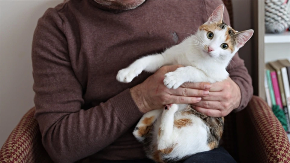 Ev heyvanları da siqaretin qurbanıdır: Nikotin səviyyəsi artır