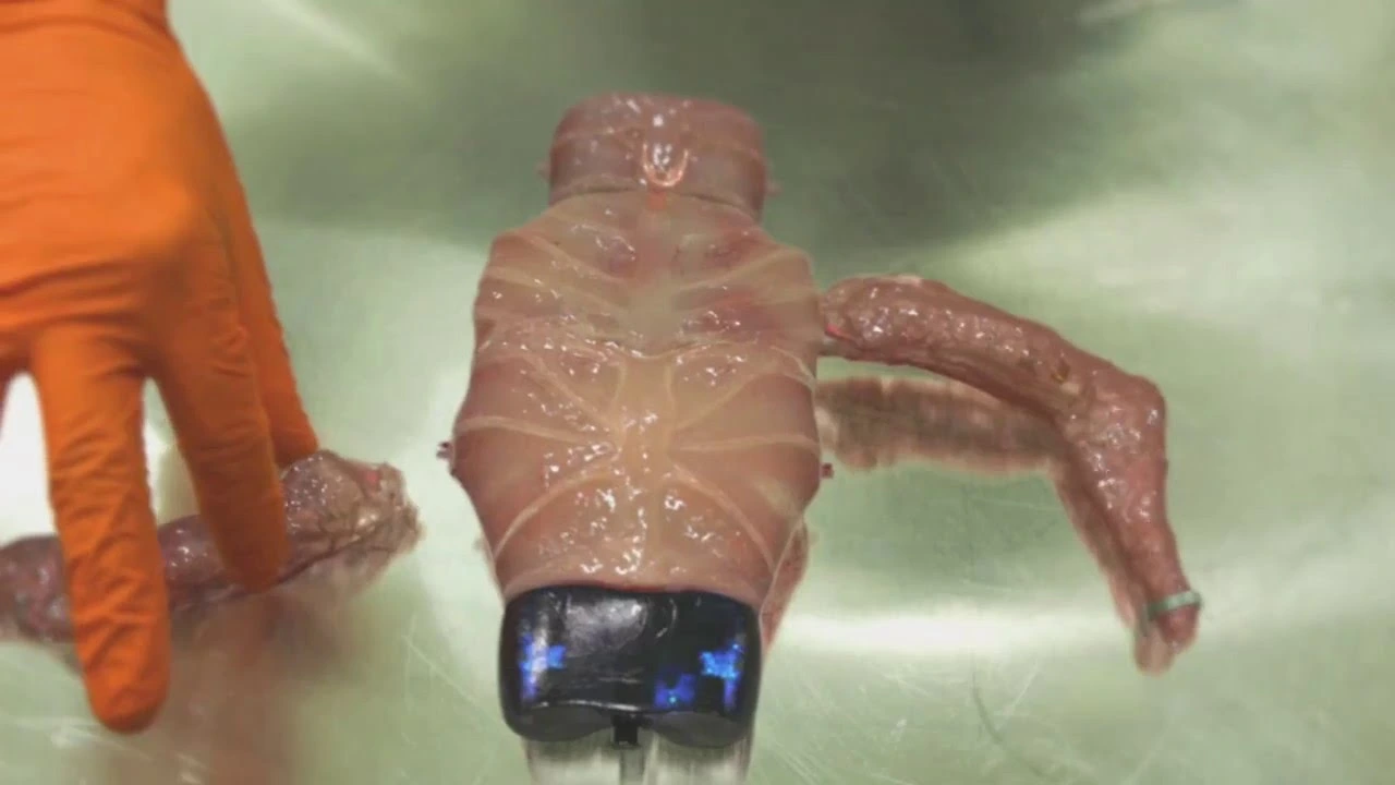 Robotla insanı ayırd etmək mümkün olmayacaq - Canlı toxumalardan hazırlanıb