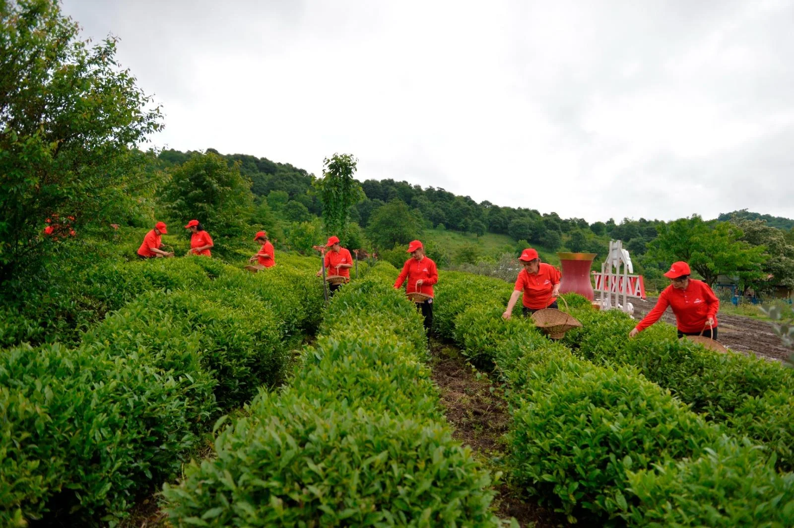 “Əsas məqsədimiz çay mədəniyyətinin qorunması və inkişafıdır”-Tərlan Lətifov