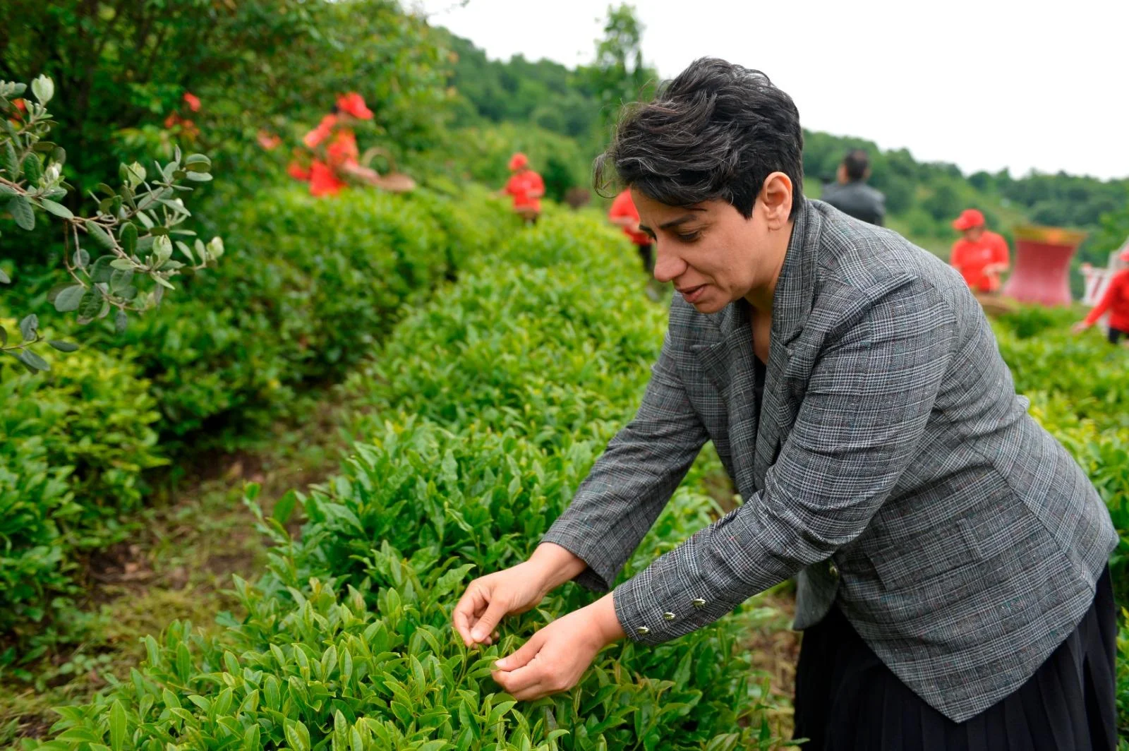“Əsas məqsədimiz çay mədəniyyətinin qorunması və inkişafıdır”-Tərlan Lətifov