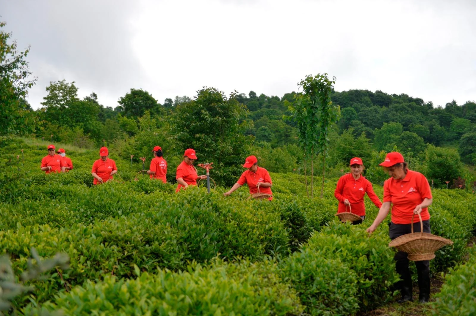 “Əsas məqsədimiz çay mədəniyyətinin qorunması və inkişafıdır”-Tərlan Lətifov