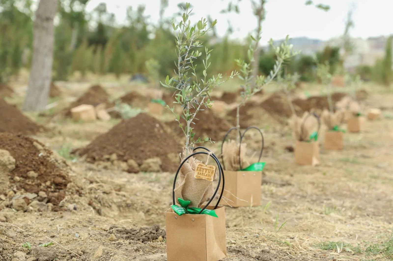 “Zeytun bağları” beynəlxalq elmi konfransa dəstək verib -FOTO