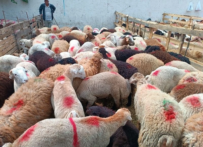 Qurbanlıq alarkən bu səhvə yol verməyin: Ekspert yaş həddini açıqladı