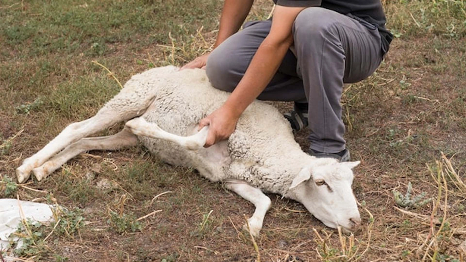 Qurban bayramında 1 yaşına çatmamış qoyun kəsmək olmaz - Qida eksperti