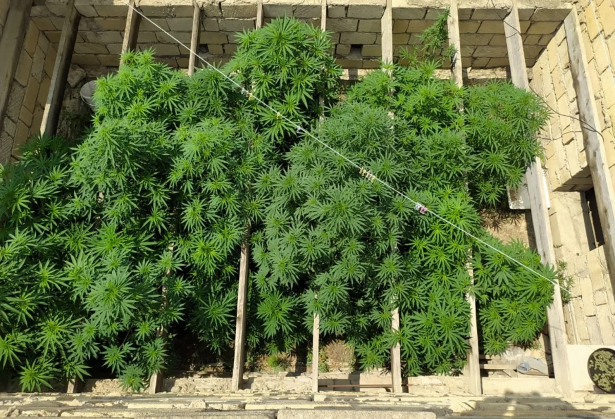 Salyanda çətənə kolları yetişdirən şəxs həbs edilib
