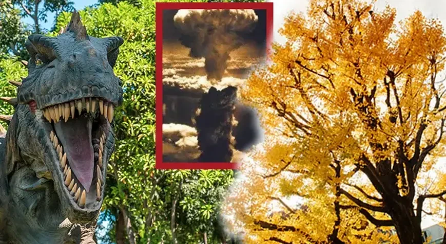 Dinozavrlar dövründən qalan ağacın nəsli təhlükə altındadır