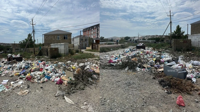 Masazırda zibil həftələrlə daşınmır - ərazini siçovullar bürüyüb