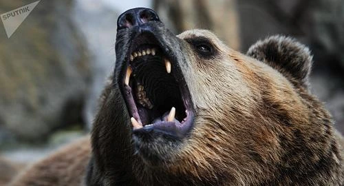 Ayı qəbri qazaraq qadın meyitini apardı