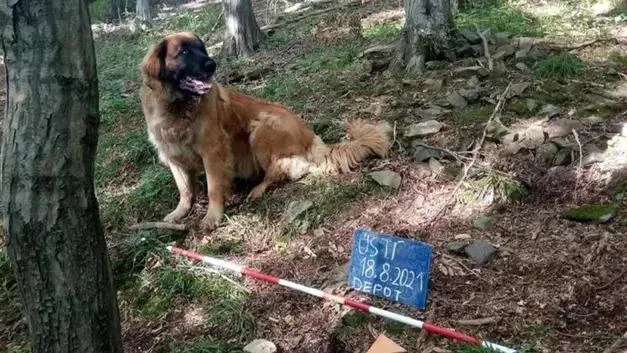 İtini gəzdirərkən xəzinə tapdı - FOTO