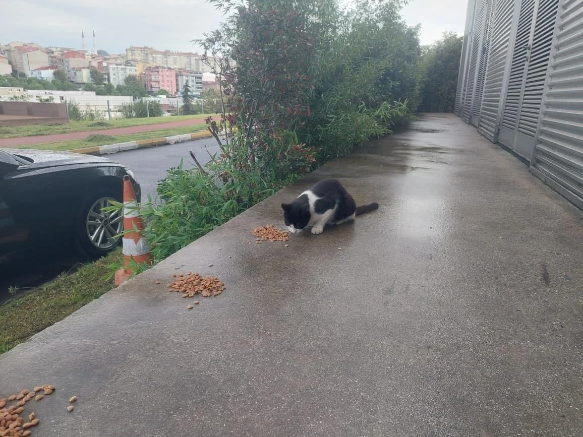 "Bu qız “CNN Azərbaycan”ın başına keçəcək!” -REPORTAJ