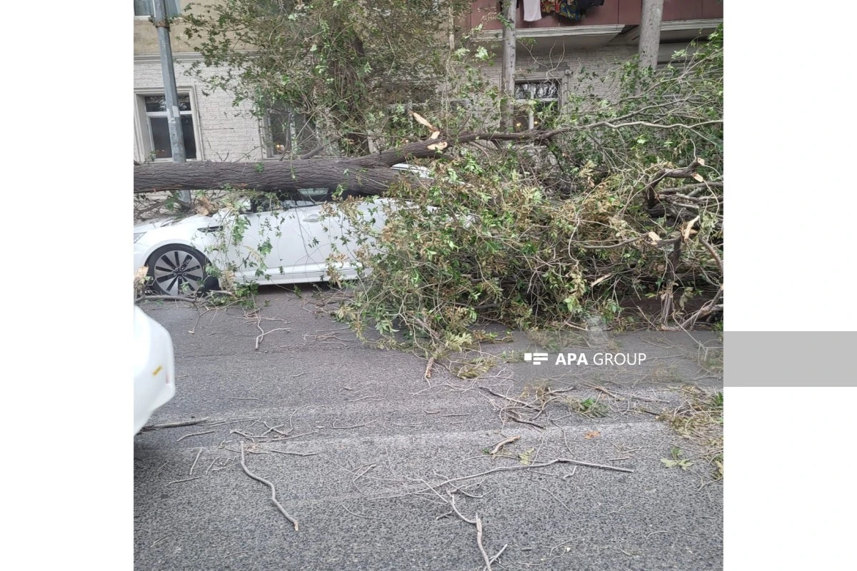 Bakıda güclü külək irigövdəli ağacı avtomobillərin üzərinə aşırıb - FOTO