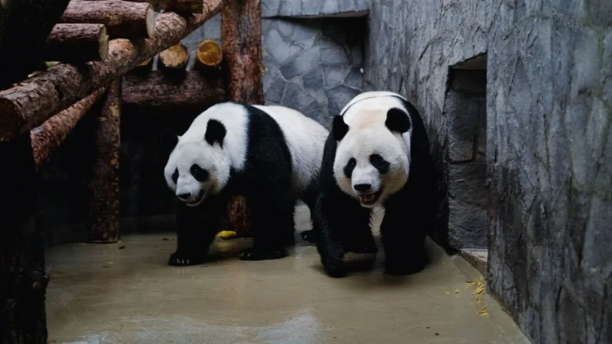 İki böyük panda Çindən ABŞ-yə aparılıb