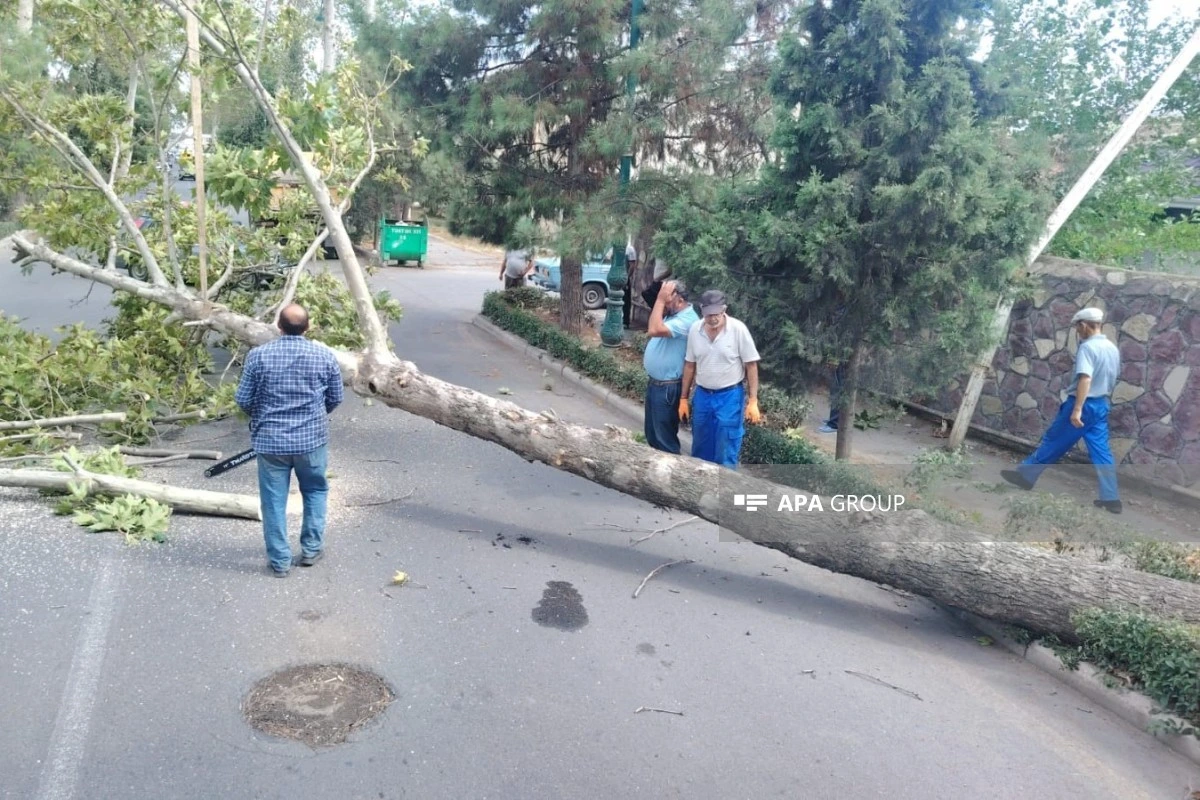 Güclü külək Bərdə, Tərtər və Ağdamda fəsadlar yaradıb