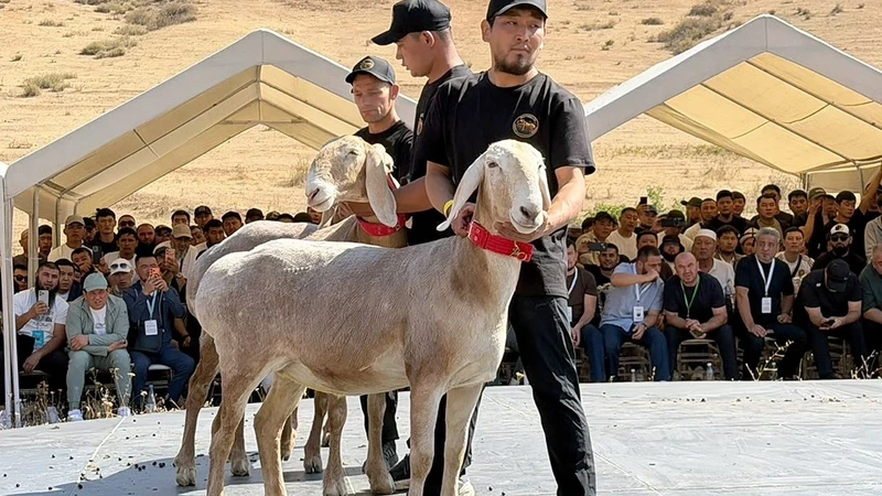 Qırğızıstanda qoyun bir milyon dollara satıldı